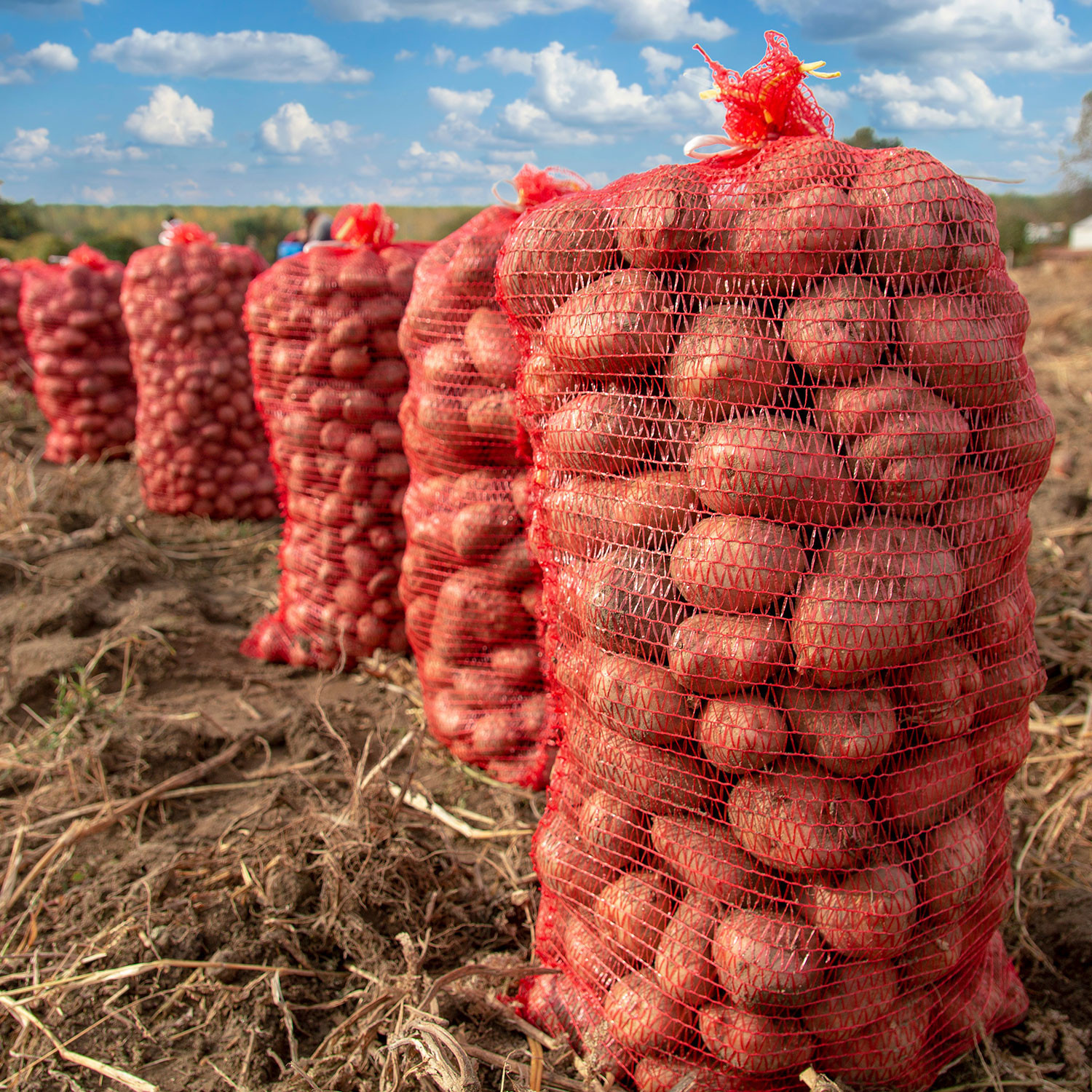 Saco Raschel rojo 5 kg