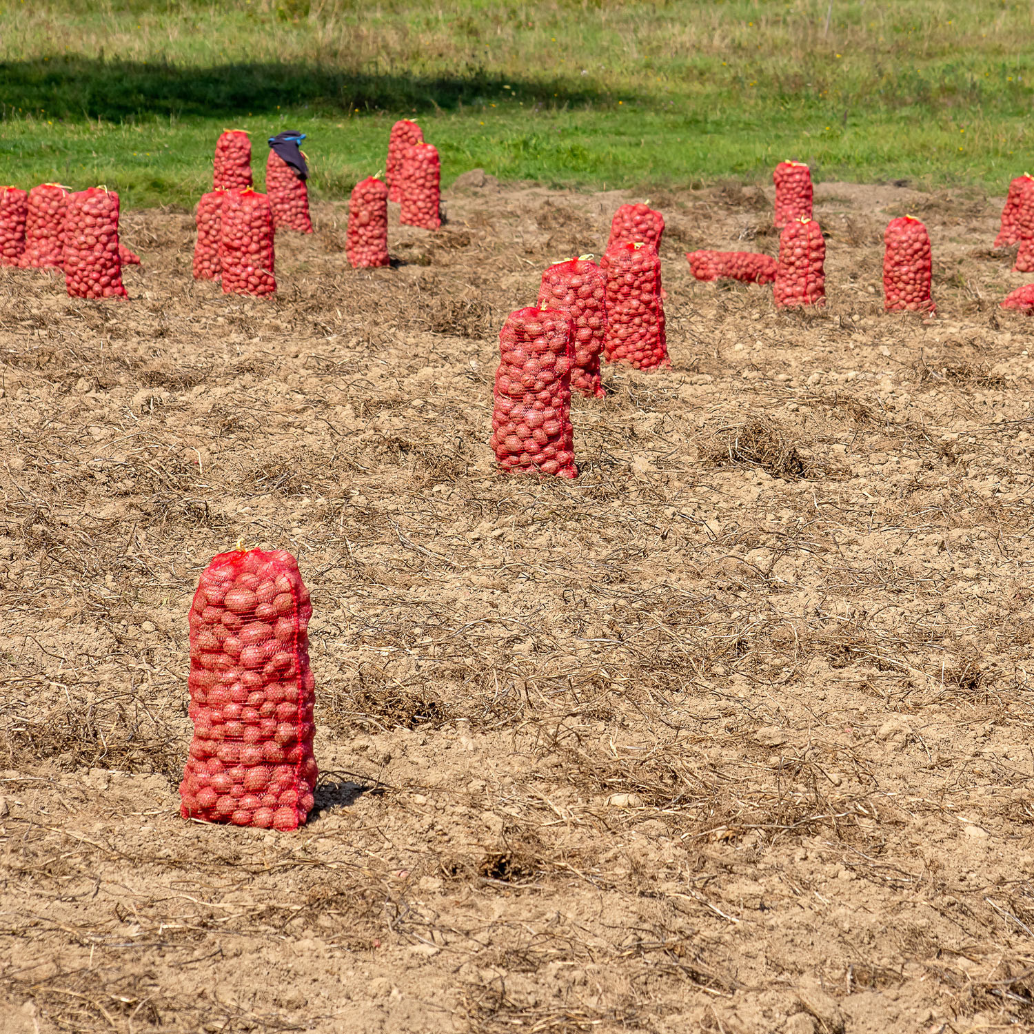 Saco Raschel rojo 40 cm x 60 cm 18 kg