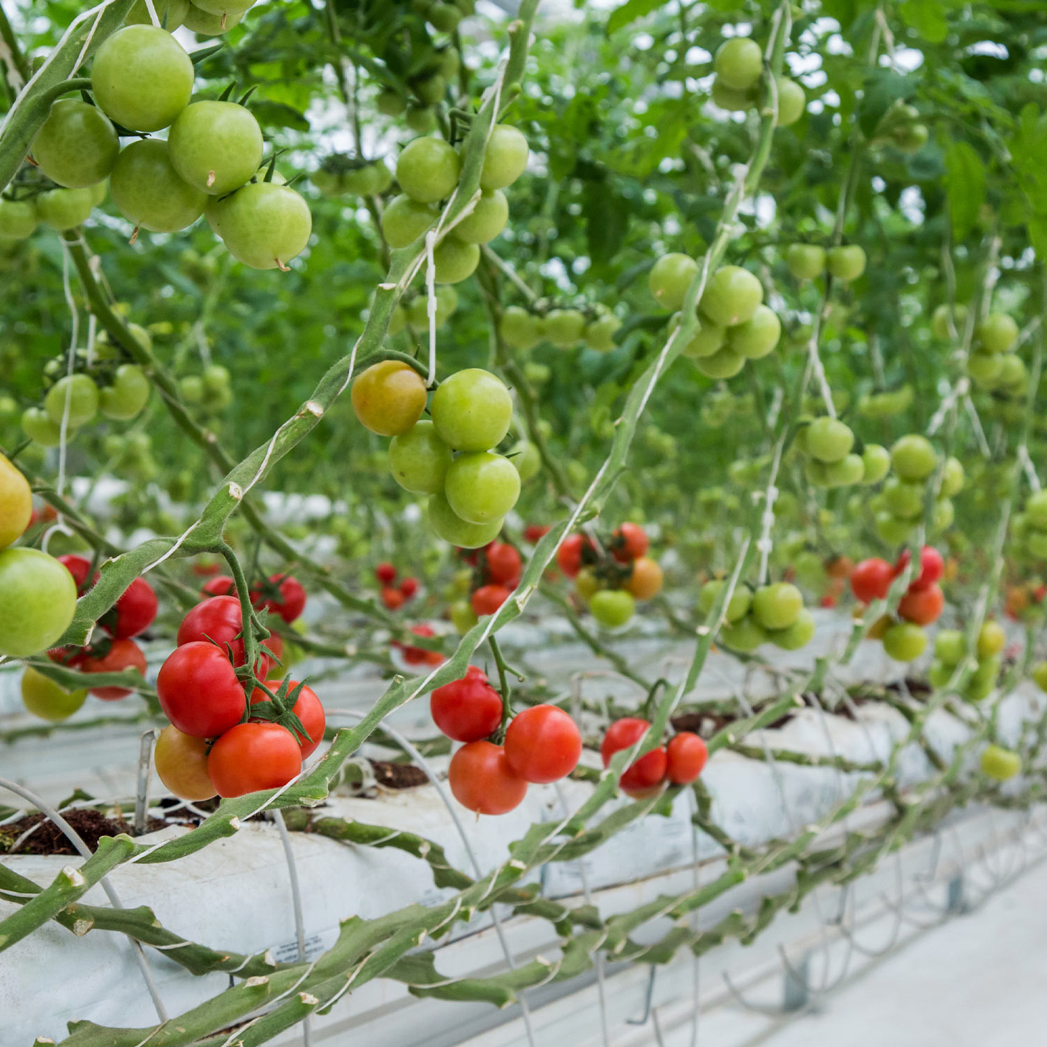 Cinta gareta blanca (bobina de 2 kgs) (12 Kilos)