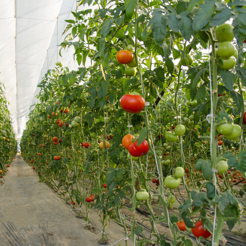 Cinta gareta blanca (bobina de 2 kgs) (12 Kilos)